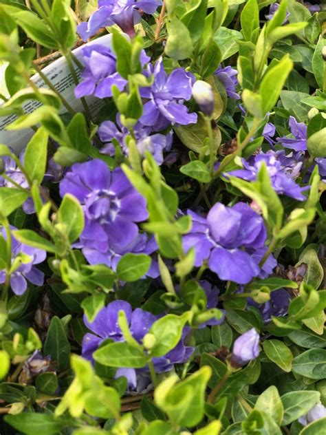 Periwinkle Minor Flore Plena Ground Cover - Hopes Grove Nurseries