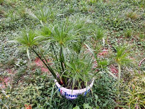 Cyperus Papyrus - Cold-hardy.com