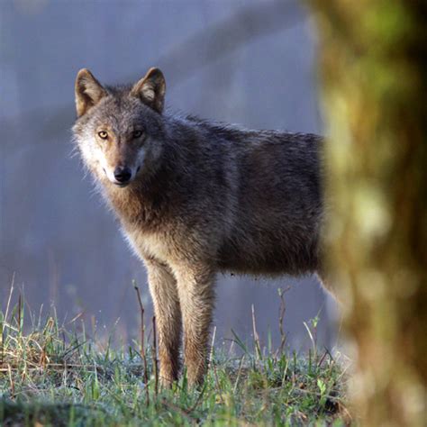Wölfe | Interessengemeinschaft Wolfsfreunde Deutschland e. V.