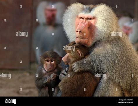 Singe Monkey Hi Res Stock Photography And Images Alamy