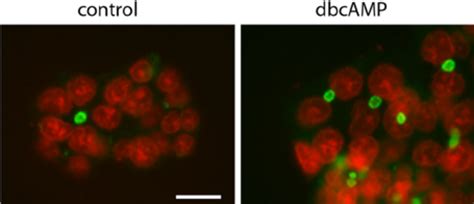 Fluorescent Visualization Of Apical Bile Canalicular Lumens And Cell