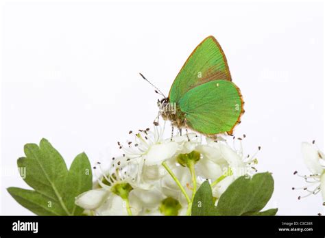 Green Hairstreak Butterfly Callophrys Rubi Stock Photo Alamy