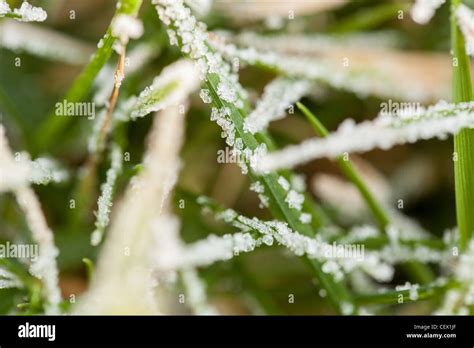 Frost on lawn grass Stock Photo - Alamy