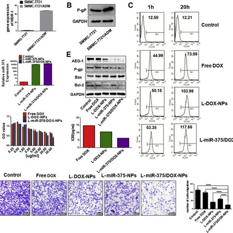 Uptake Of L Mir Dox Nps In Smmc And Hepg Cells A Cells After