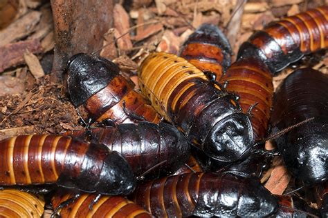 Madagascar Roaches Alaska Feeder Farm Llc