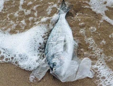 La Onu Advierte La Contaminaci N Por Pl Sticos Es Ya Una Crisis