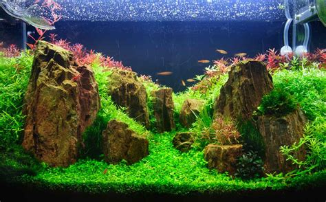 A Guide To Aquascaping And Choosing The Right Aquarium Plants By Nt Labs