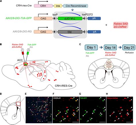 Frontiers Whole Brain Mapping Of Monosynaptic Afferent Inputs To