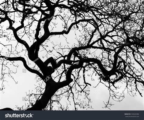 Naked Winter Tree Horizontal Shot Stock Photo 549626386 Shutterstock