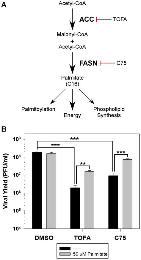 Analysis Of The De Novo Fatty Acid Biosynthesis Pathway During Vaccinia