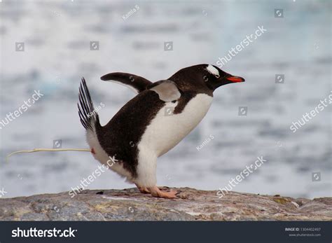 23 Penguin Poop Images Stock Photos And Vectors Shutterstock