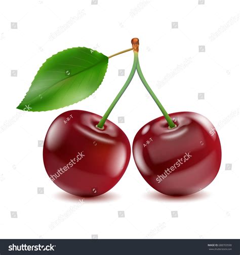 Two Ripe Red Cherry Berries Leaf Stock Vector Royalty Free 688703590