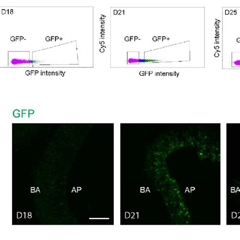 Differentiation of rod photoreceptors and Müller glia in developing