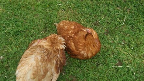 Lethargic Chickens How You Can Help Eco Peanut