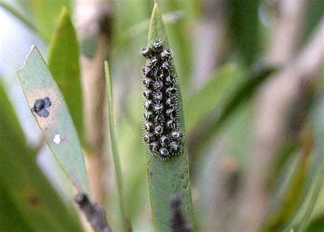 Glossy Shield Bug Predatory Shield Bug Cermatulus Nasalis