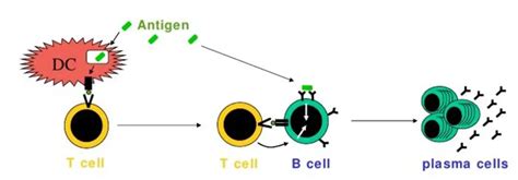 Antigen Structure Types And Factors Affecting Immunogenicity