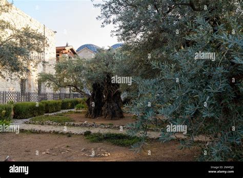 Garden Of Gethsemane Biblical Olive Garden Where Jesus Prayed Mount