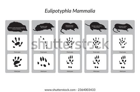 2 Neomys Stock Vectors and Vector Art | Shutterstock