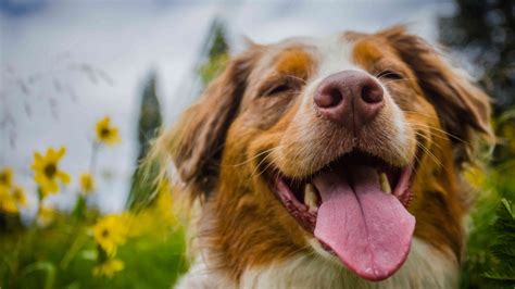 Amor Canino Se Ales Que Indican Que Tu Perro Es Feliz A Tu Lado