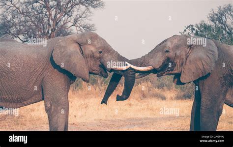 Two Large Male African Elephants Loxodonta Africana Sparring With