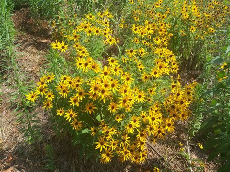 Black Eyed Susan – Naturalist Nate