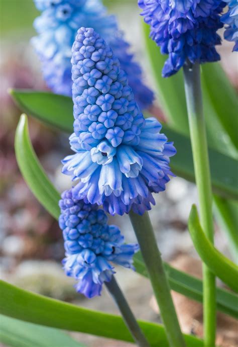 Muscari azureum (pseudomuscari) | Avon Bulbs