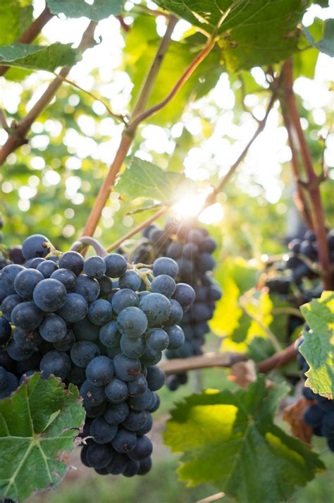Grape Vine Pictures Download Free Images On Unsplash