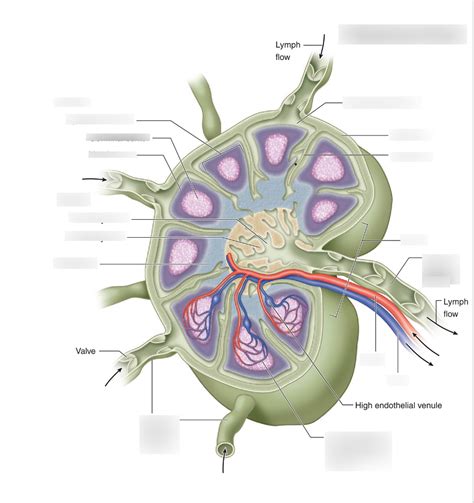 Week 8 Lymph Node Diagram Diagram Quizlet