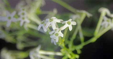 Belezas Da Noite Estas Flores S Desabrocham Na Presen A Da Lua