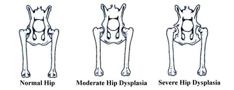 Hip Dysplasia in Dogs, Classification, Causes, Signs, Symptoms ...