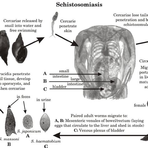 Schistosomiasis Life Cycle Cdc 2008 Download Scientific Diagram