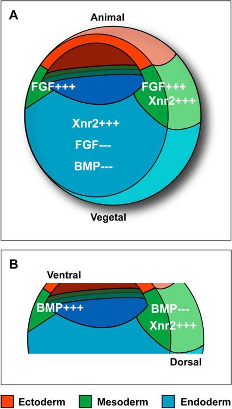 A Selected Signaling Pathways Involved In Xenopus Mesoderm And