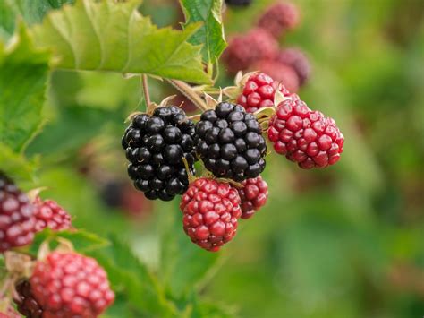 Free Berry T Rta Fruit Photos Pixabay