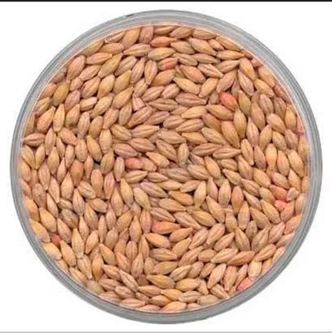 Iml Barley Grain Seed Packaging Type Pp Bag Packaging Size 25 Kg At