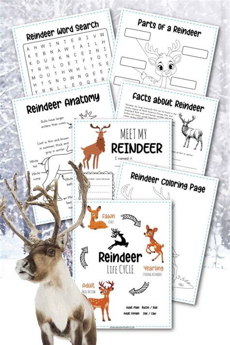 Reindeer Facts For Kids - Free Printables - Made with HAPPY