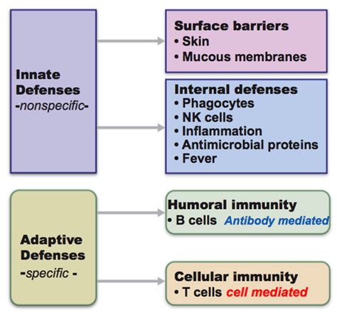 Chapter 21 The Immune System Innate Flashcards Quizlet