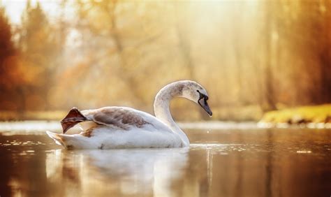 Wallpaper Birds Animals Nature Reflection Morning Wildlife Swan