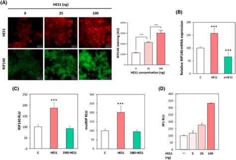 Rip Regulates Transcription Factor Hes Oscillatory Expression And