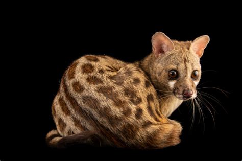 Ani107 00076 Joel Sartore