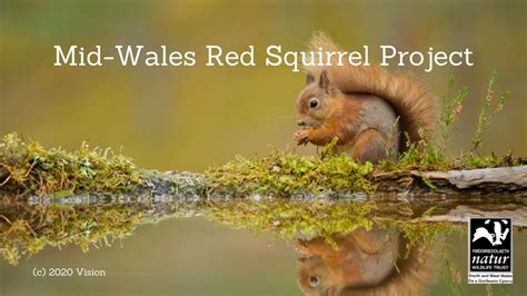 Identifying The Difference Between Red And Grey Squirrels Youtube