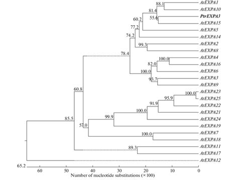 Phylogenetic Tree Showing The Similarity Between Ptrexpa3 And The