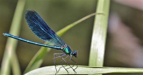 The Meaning of a Blue Dragonfly: Exploring the Symbolism and Cultural Significance