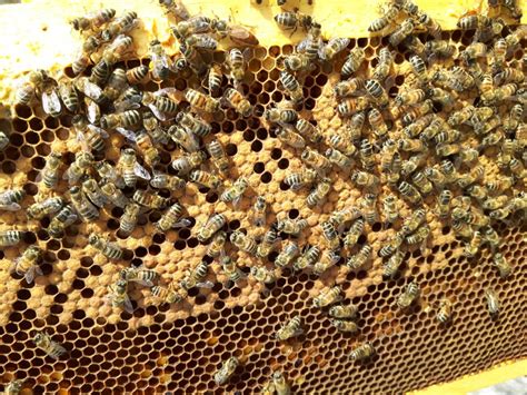 Comment Avoir Une Ruche Sans Récolter Le Miel Est Ce Possible