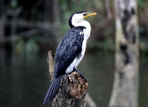 Daintree Waters Tour River Cruise Cassowary Falls