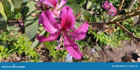 Dark Purple Hibiscus Flower Stock Image Image Of Hibiscus Botany 242046073