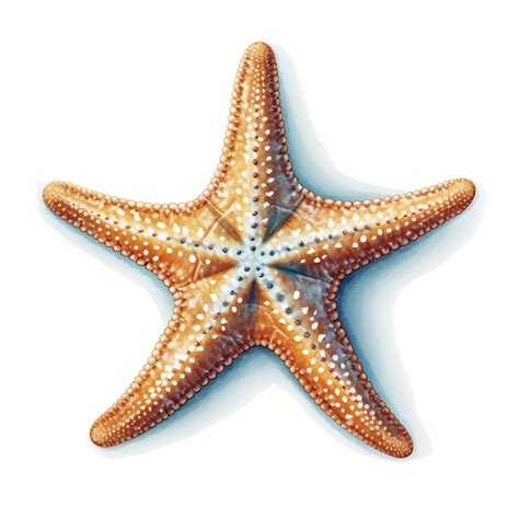 Premium AI Image There Is A Starfish That Is Sitting On The Ground