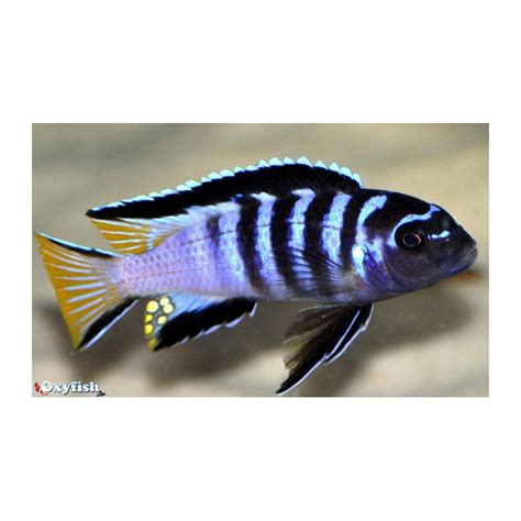 Pseudotropheus Elongatus Mpanga