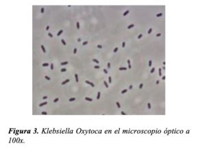 Brote De Klebsiella Oxytoca Bajo Control Secretar A De Salud Edomex