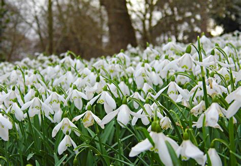 Snowdrops in Bloom, Wales 2025 - Rove.me