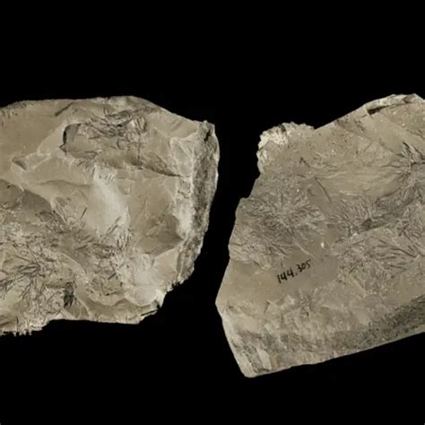 Homo neanderthalensis – A Misunderstood Hominin Species - HeritageDaily ...